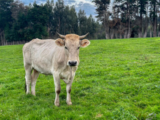 A young cow on green pastures in the Asturias region of northern Spain