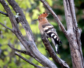 Huppe fasciée rencontré dans mon jardin