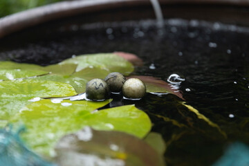 Happy filer balls in a large pot with lilypads