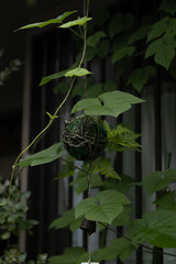 Fototapeta premium Ball of dirt and plants