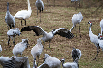 Cranes (grus grus) during a courtship dance and in the background a group of cranes eating and fighting and standing around the lake
