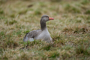 graugans (Anser anser)