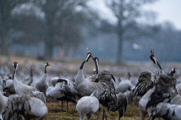 Group of cranes eating and fighting and standing around the lake