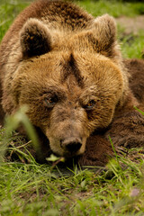 Fototapeta premium Brown bear lies in the grass
