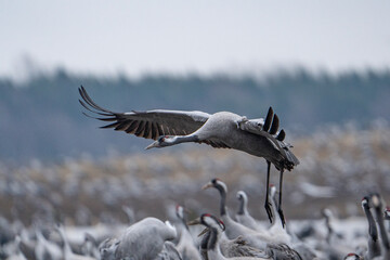 flying crane close up on landing approach