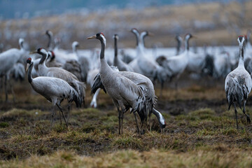 Group of cranes eating and fighting and standing around the lake