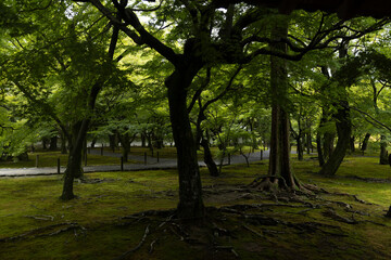 Obraz premium Japanese forest