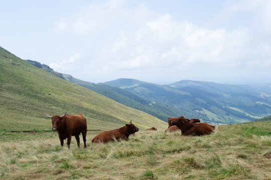 Troupeau de vaches Salers aux estives