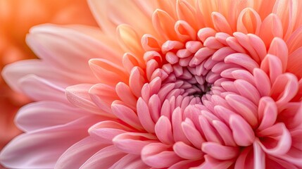 Detailed view of a chrysanthemum flower, showcasing its intricate petals and vibrant hues, perfect for a fresh and elegant floral background.