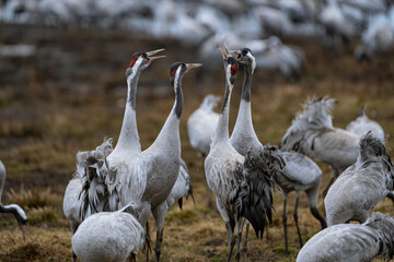 Group of cranes eating and fighting and standing around the lake