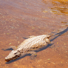 krokodyl kajman aligator gad dzika natura © ukasz