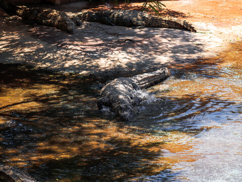 krokodyl kajman aligator gad dzika natura