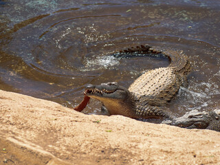 krokodyl kajman aligator gad dzika natura