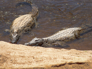 krokodyl kajman aligator gad dzika natura © ukasz
