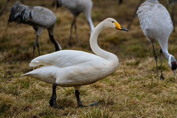 Swan, swans (Cygnus) flapping its wings, cranes (Grus grus) in the background