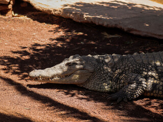 krokodyl kajman aligator gad dzika natura © ukasz