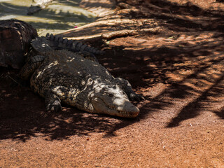 krokodyl kajman aligator gad dzika natura © ukasz