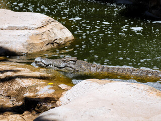 krokodyl kajman aligator gad dzika natura © ukasz