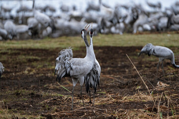 Group of cranes eating and fighting and standing around the lake