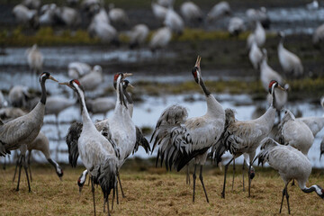 Group of cranes eating and fighting and standing around the lake