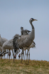 Cranes (grus grus) during a courtship dance and in the background a group of cranes eating and fighting and standing around the lake
