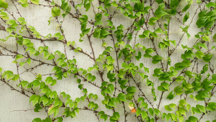 background with ivy on the wall