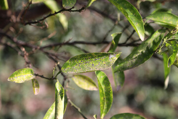 Tangerine tree with leaves infected by pest. Citrus leaves with sooty mold fungi (Capnodium spp). Sick plant.
