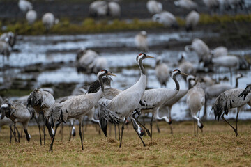 Group of cranes eating and fighting and standing around the lake