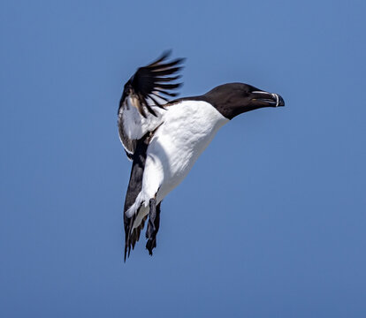 Adult razorbill comes in for a landing in Maine