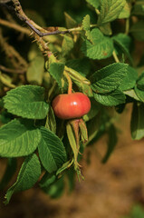 red rose hip with green leaves . High quality photo