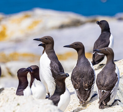 Trhree common murres, one with white breeding markings