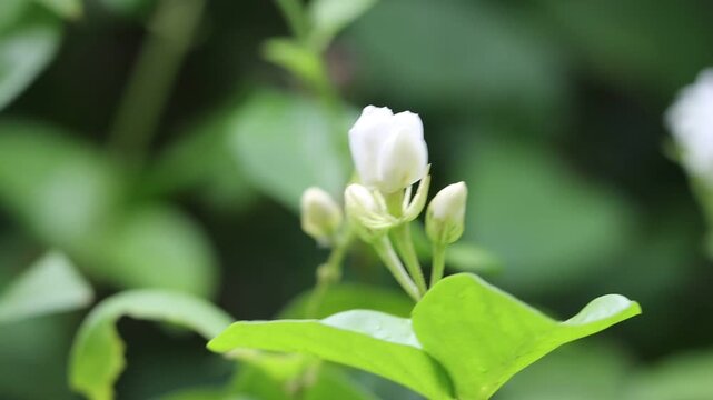 jasmine flowers on the tree in nature bokeh background.