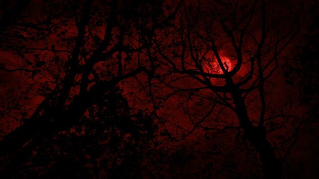 Moving Under Trees With Scary Red Moon Above
