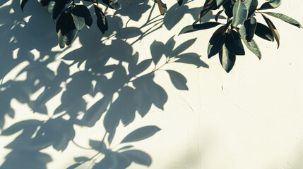 tree leafes shadow on white background