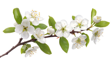 white cherry blossom ,Spring branch with beautiful blossoms and leaves isolated on white ,Blooming pear tree flowers on twig isolated on white ,branch with cherry flowers isolated on white backgroun
 