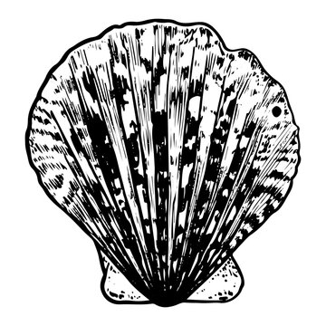 recommend clip art: Sea shell sketch hand drawn. Pectinida scallop. Bivalve shells of sea creature, mollusk seashell. Souvenir from summer holiday on the beach. Vector graphics illustration.