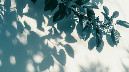 tree leafes shadow on white background