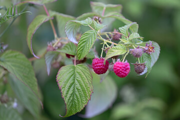 wild strawberry in the garden