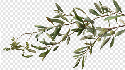 branch of olive tree isolated on white