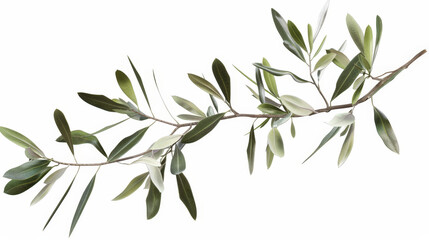 branch of olive tree isolated on white
