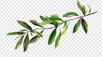 Naklejka premium branch of olive tree isolated on white