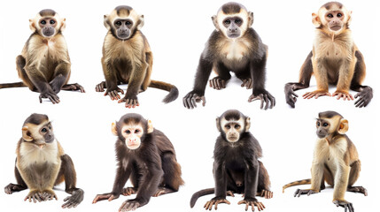 capuchin monkey collection on white background