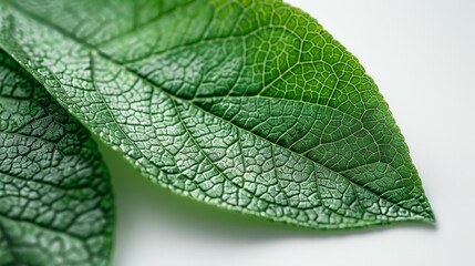 Close-up leaf texture in natural light - generative ai
