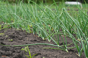 Green onion leaves. onions grow in rows in an agricultural field