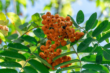 Red wild rowan berries in bunches among leaves. Rowan tree with fruits berries grow in forest....