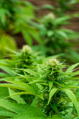 Green Cannabis blossom and the detailed trichomes embedded in their sugar leaves with soft bokeh background