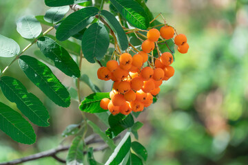 Red wild rowan berries in bunches among leaves. Rowan tree with fruits berries grow in forest....