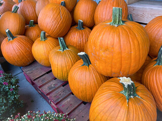 Large, orange Halloween pumpkins on a pallet for sale