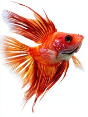 Fototapeta premium Orange Betta Fish with Flowing Fins