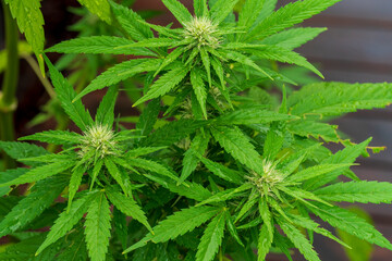 Green Cannabis blossom and the detailed trichomes embedded in their sugar leaves with soft bokeh...